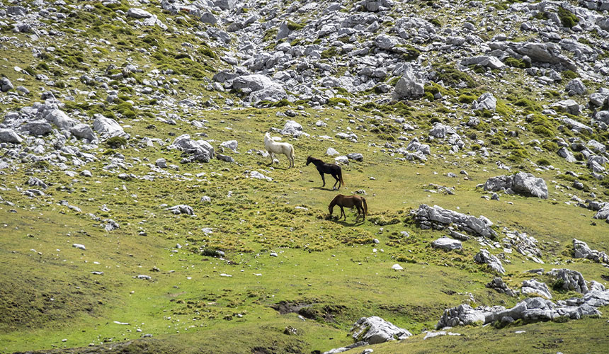 Et natureventyr til Spaniens to vildeste nationalparker